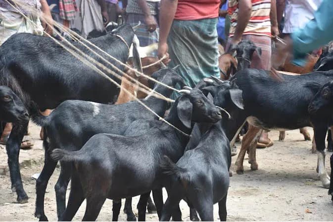 দেশী উন্নত জাতের ছাগল বিক্রয়